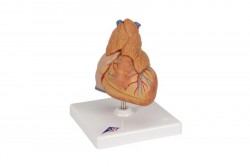 Klasyczny model serca człowieka z grasicą, 3 części - 3B Smart Anatomy - 1000265 [G08/1]